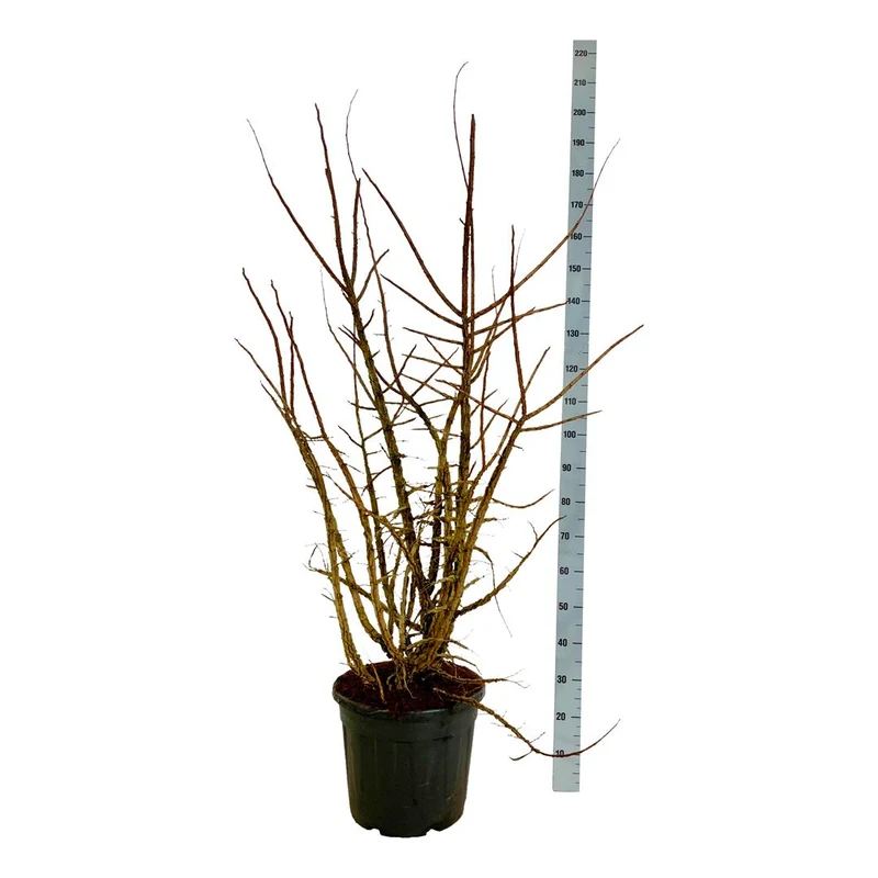 Ulmus minor suberosa C30 (30 liters kruka) 125-150 cm EXTRA