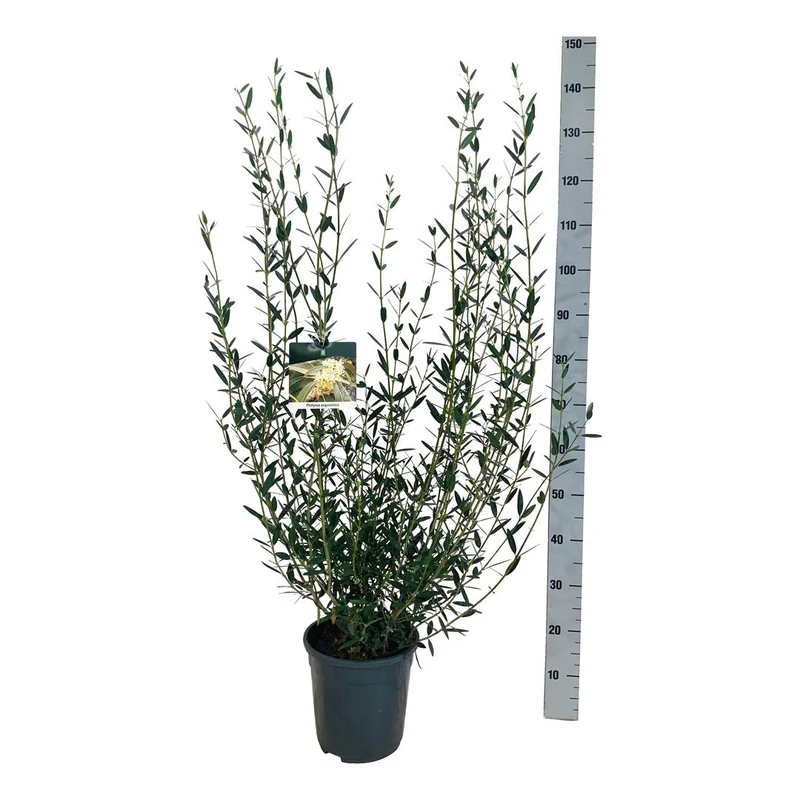 Phillyrea angustifolia C7 (7 liters kruka) 60-80 cm