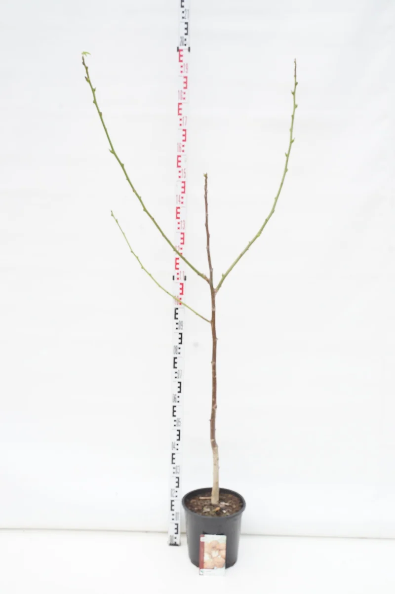 Juglans regia C10 (10 liters kruka) 175-200 cm