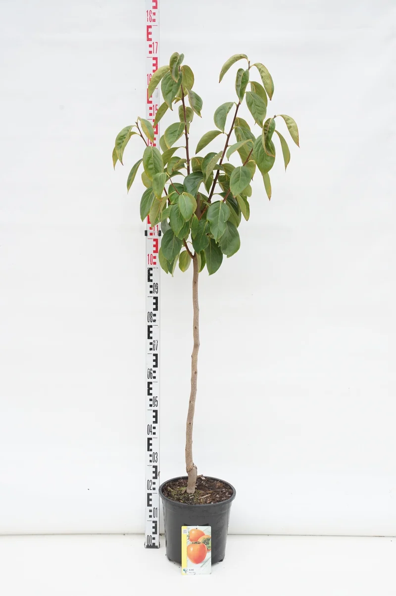 Diospyros kaki 80 cm stam C10 (10 liters kruka)