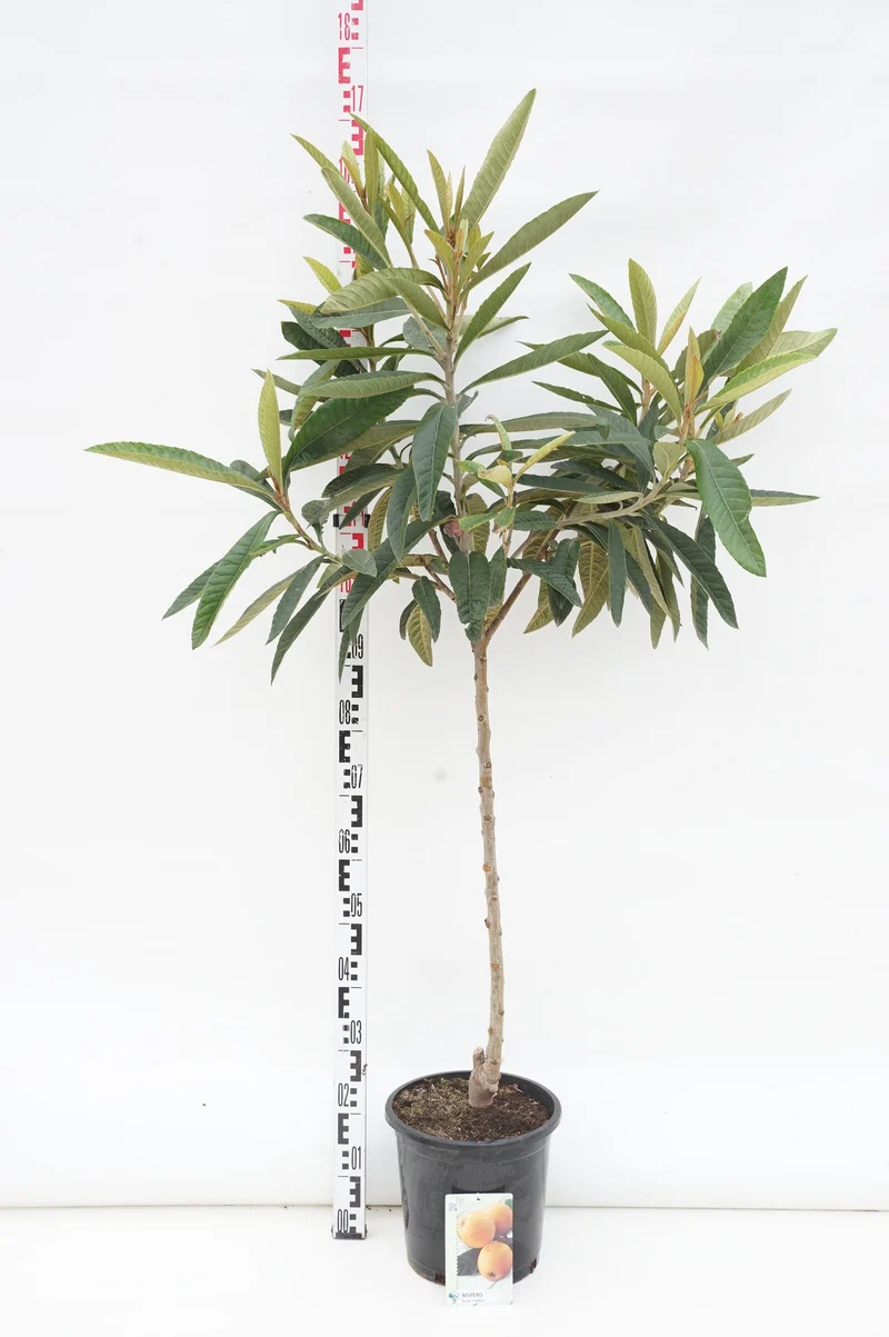 Eriobotrya japonica 80 cm stam C10 (10 liters kruka)