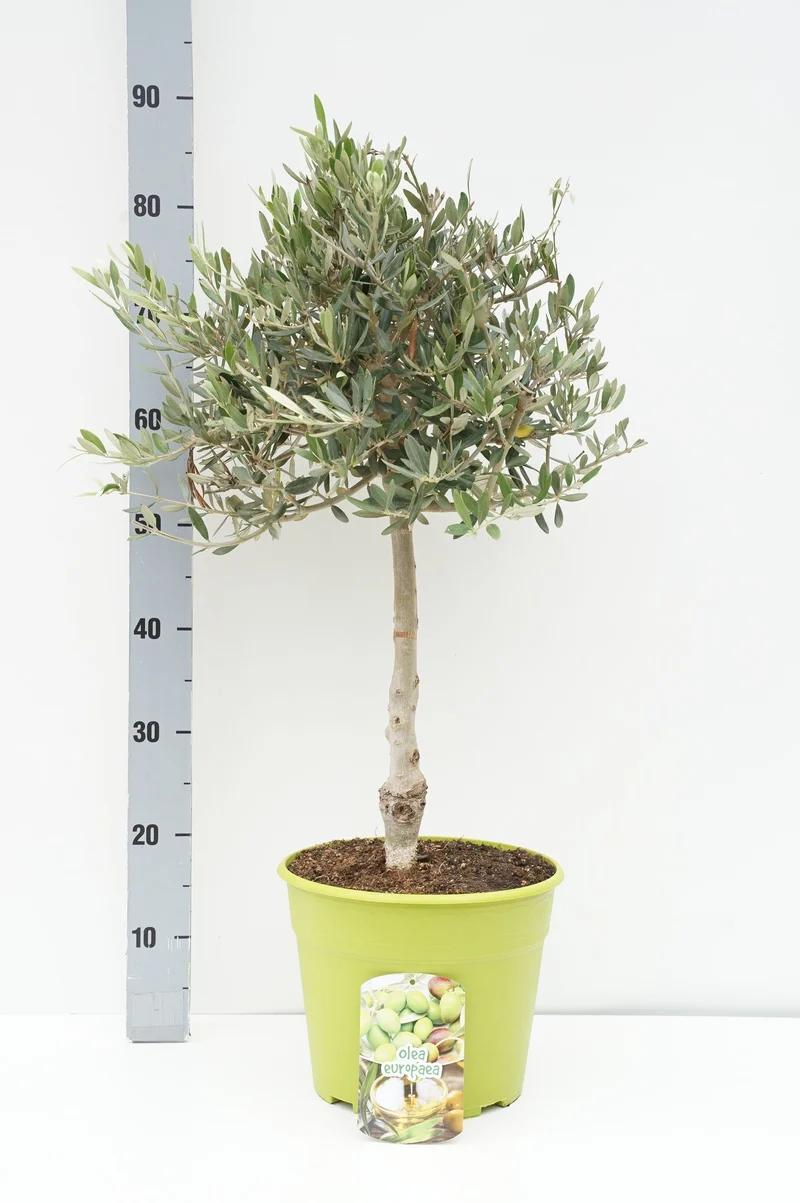 Olea europaea 30 cm stam C7,5 (7,5 liters kruka)