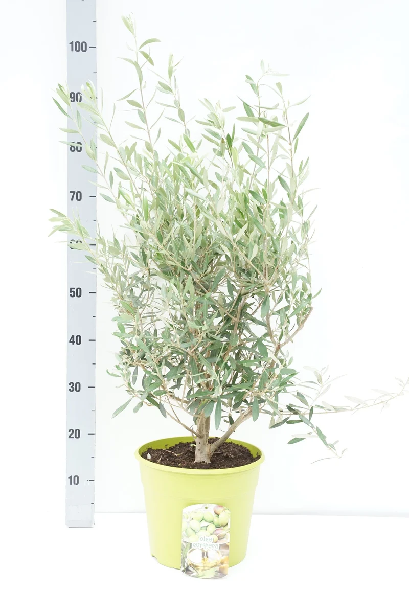 Olea europaea - buske, C7,5 (7,5 liters kruka)