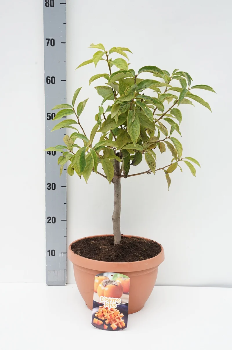 Diospyros kaki C6 (6 liters kruka) 40-50 cm