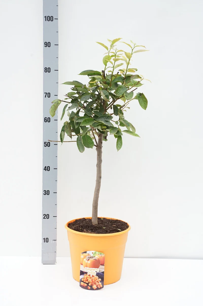 Diospyros kaki 30 cm stam C7,5 (7,5 liters kruka)