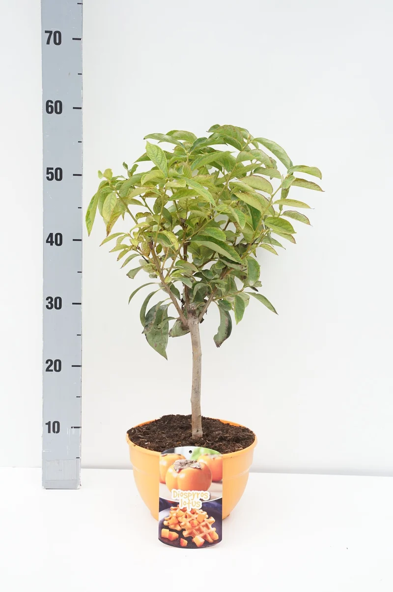 Diospyros kaki 15 cm stam C3 (3 liters kruka) / 19 cm dekorationskruka