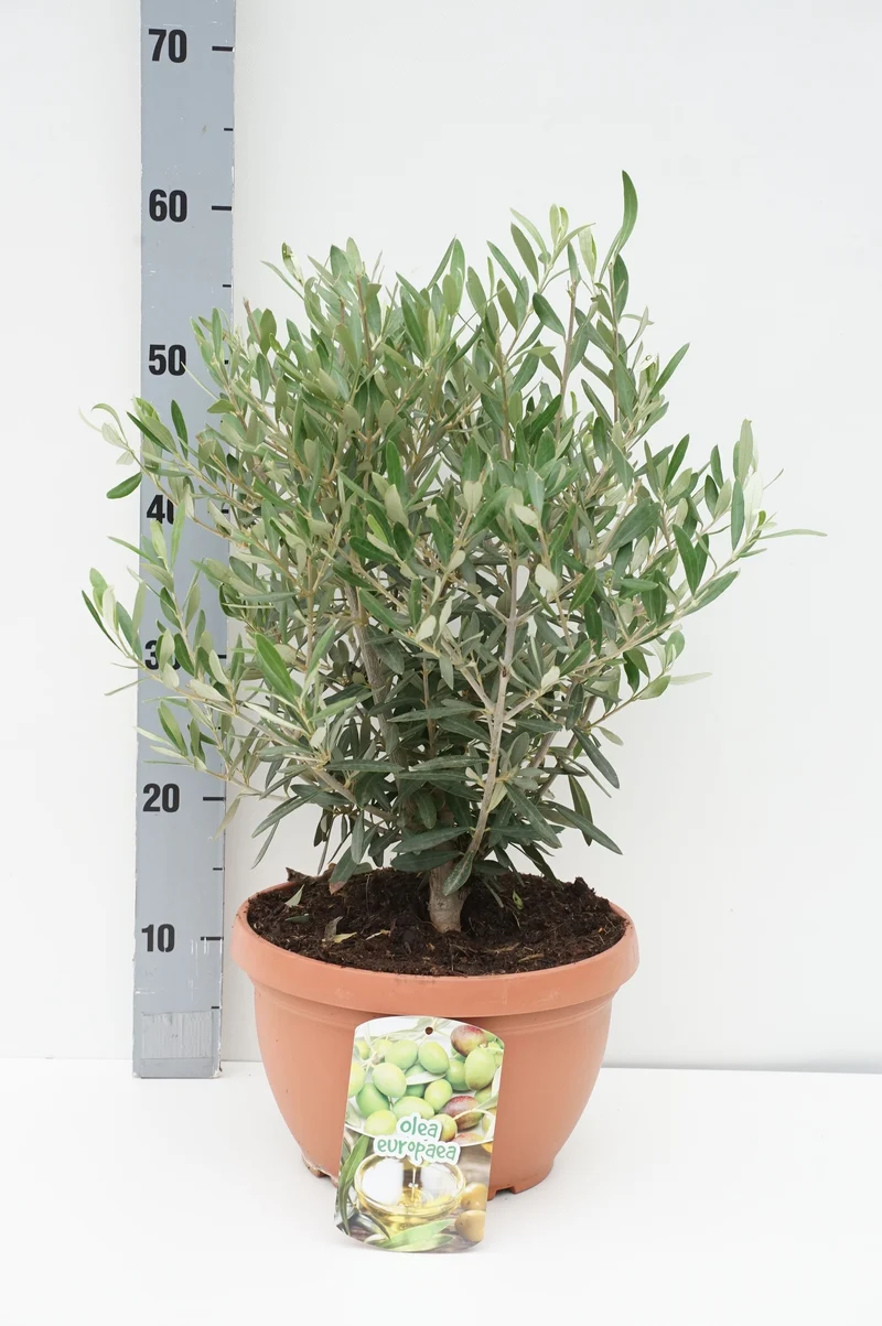 Olea europaea C6 (6 liters kruka) 50-60 cm