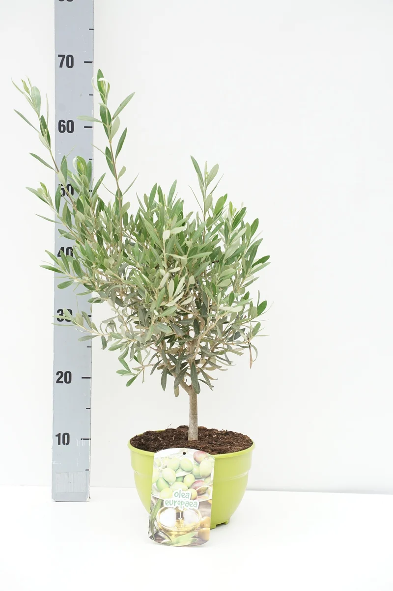 Olea europaea C3 (3 liters kruka) / 19 cm kruka 40-50 cm DECO