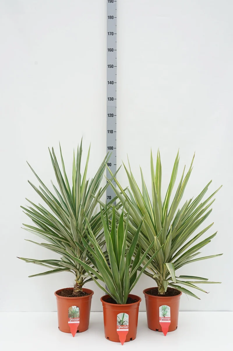 Yucca (olika sorter) C5 (5 liters kruka)