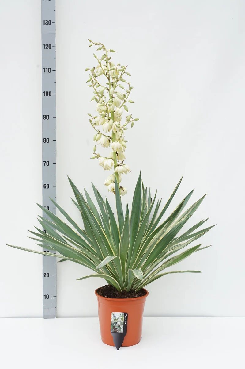 Yucca gloriosa 'Variegata' C5 (5 liters kruka) / 23 cm kruka
