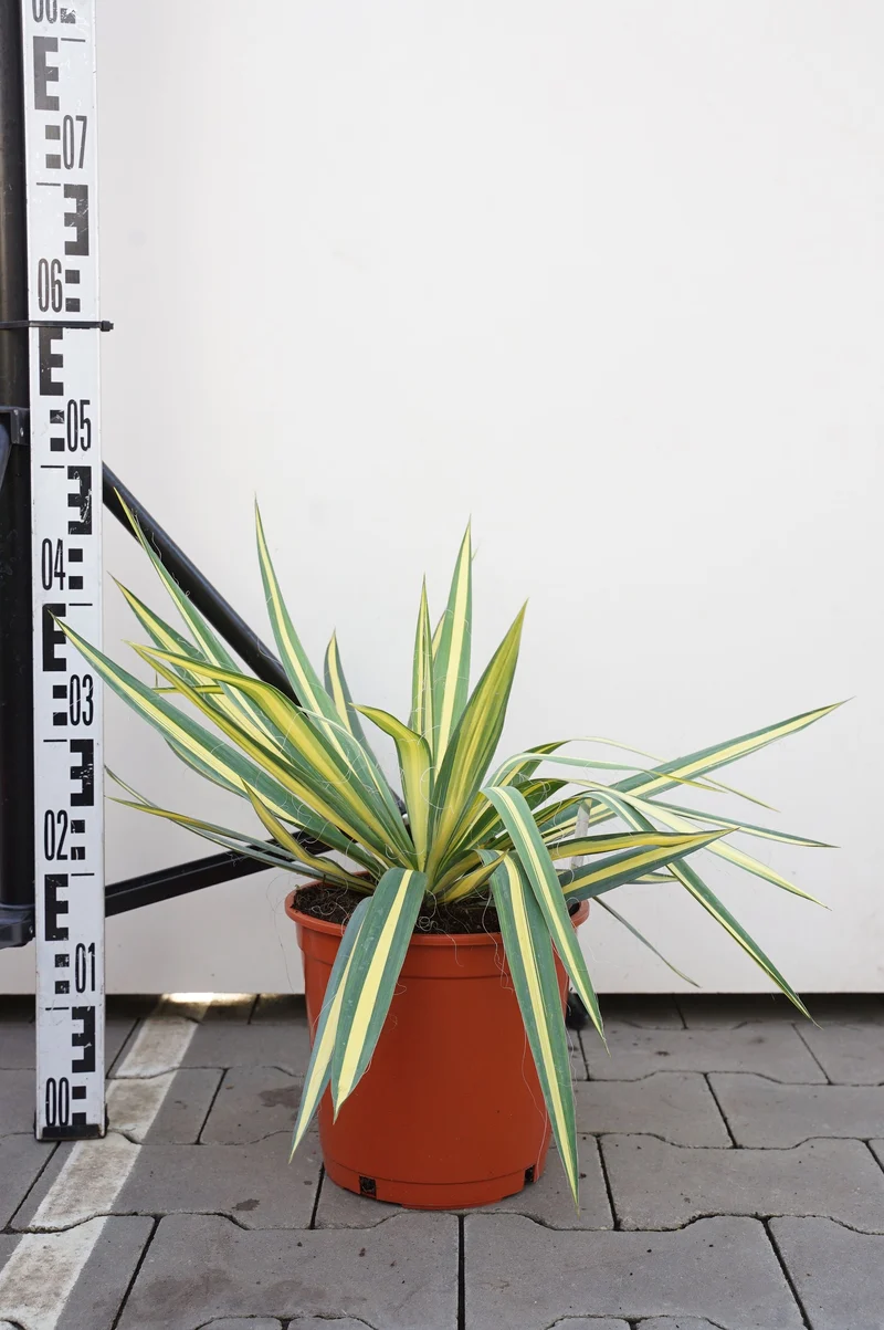 Yucca filamentosa 'Color Guard' C5 (5 liters kruka)