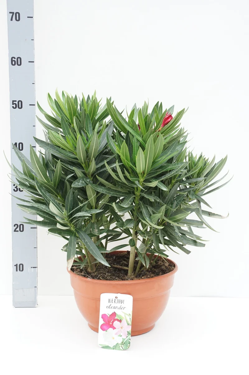 Nerium oleander (tricolor) C6 (6 liters kruka) 40-50 cm