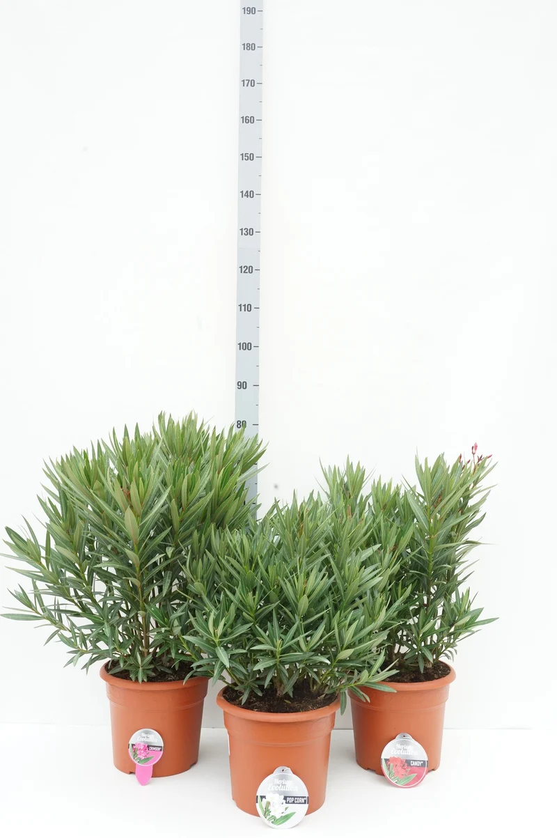Nerium oleander 'Evolution' (mix) C10 (10 liters kruka) 60-80 cm