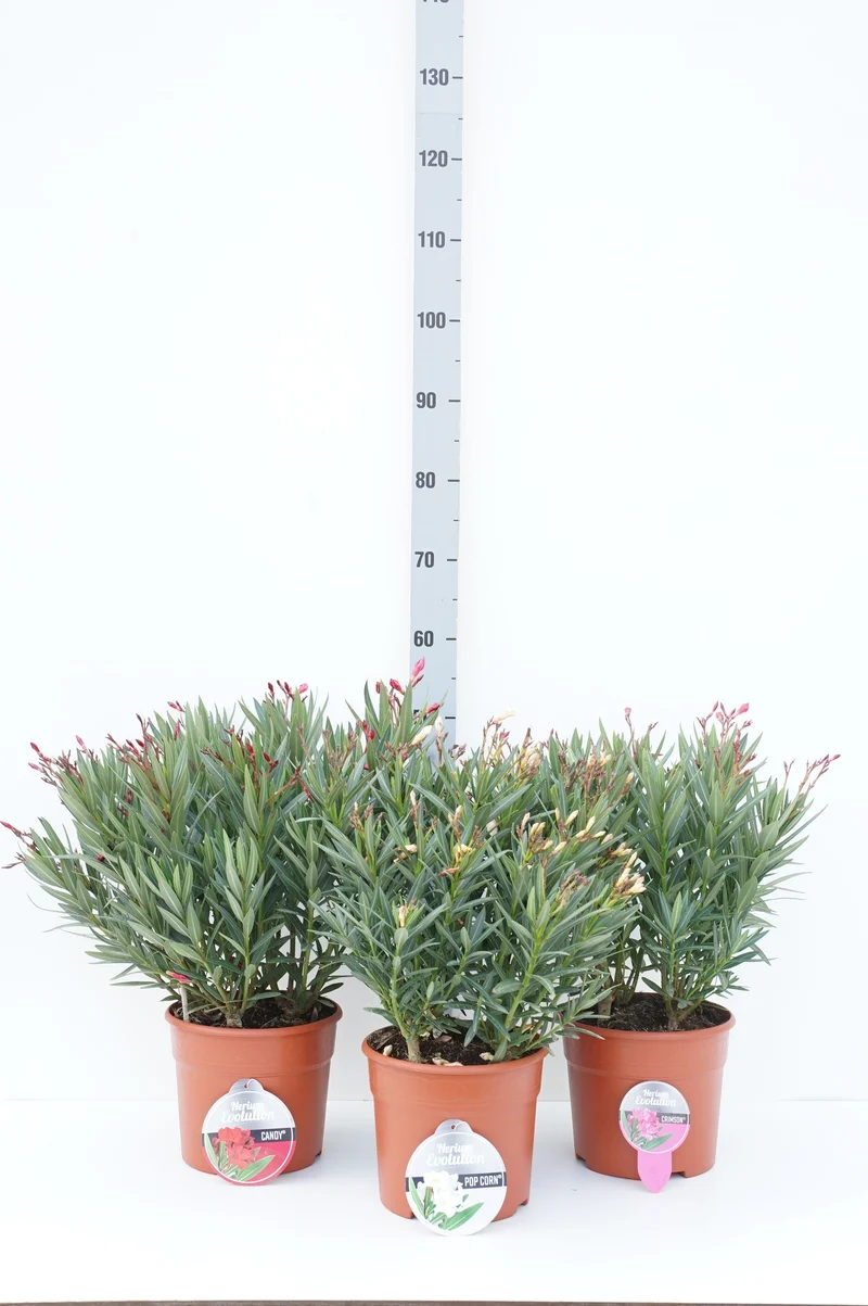 Nerium oleander 'Evolution' (mix) C5 (5 liters kruka) 50-60 cm