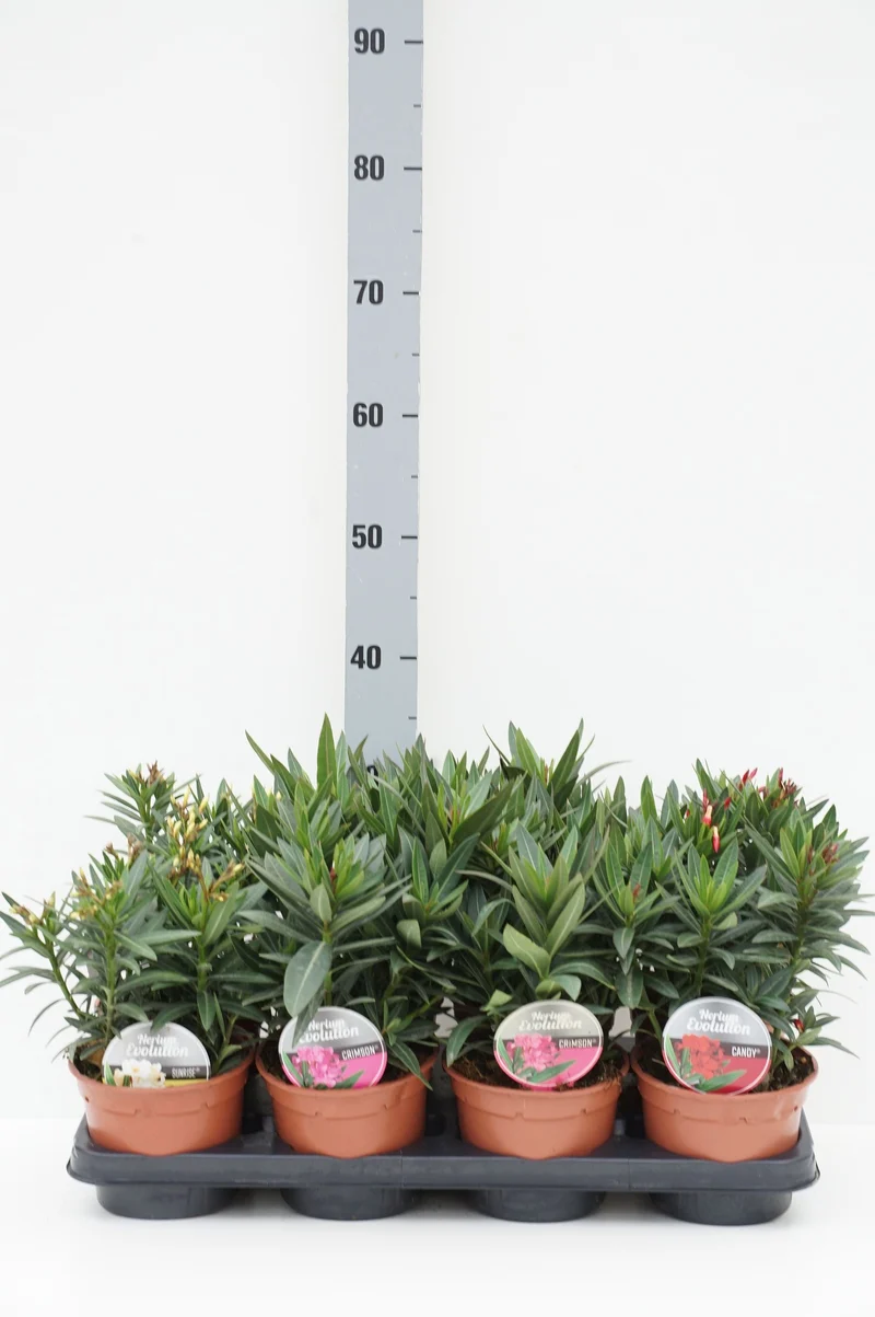Nerium oleander 'Evolution' (mix) C1,5 (1,5 liters kruka) 30-40 cm