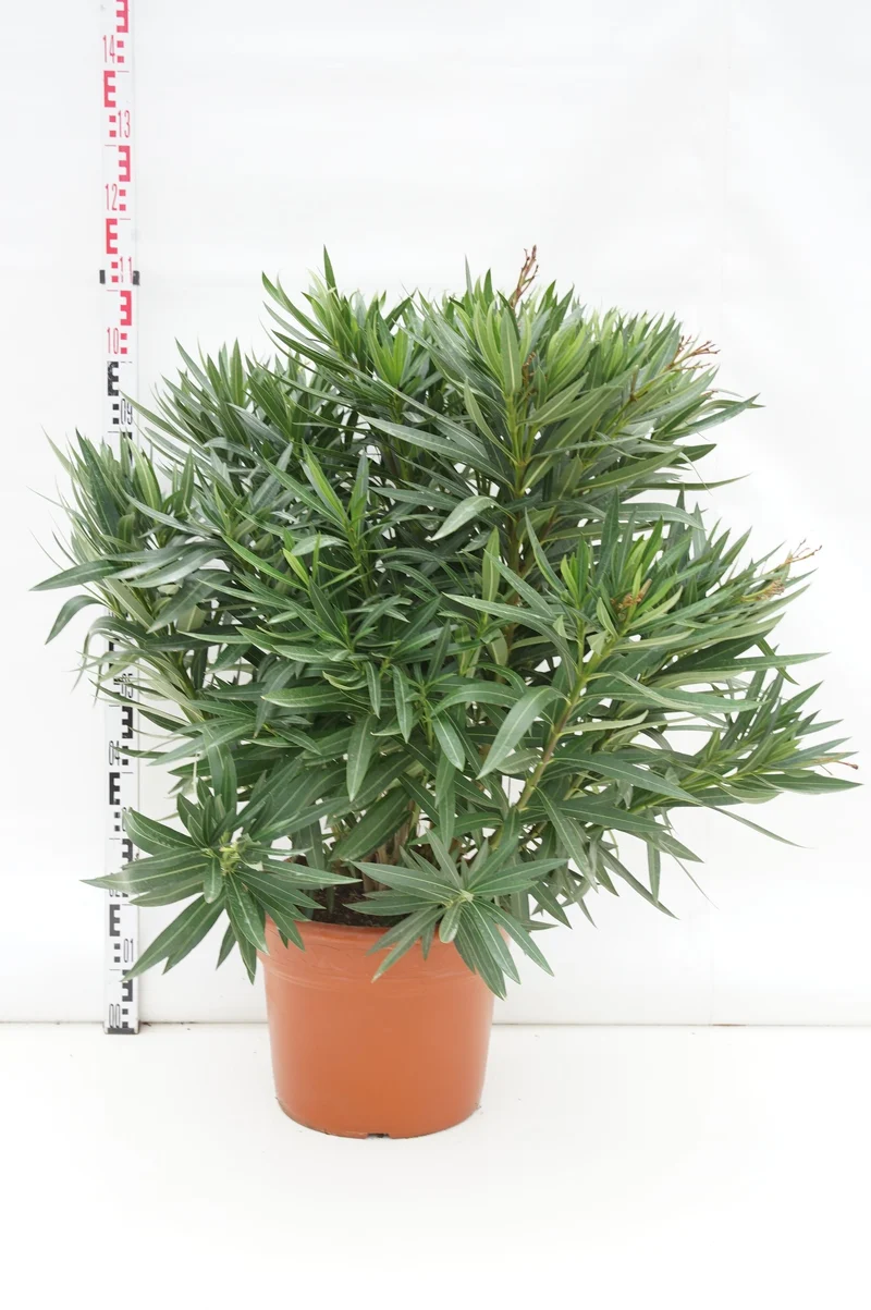 Nerium oleander (tricolor) C25 (25 liters kruka) 90-100 cm