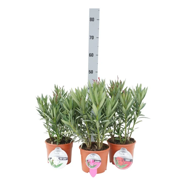 Nerium oleander 'Evolution' (mix) C2,5 (2,5 liters kruka) 40-50 cm