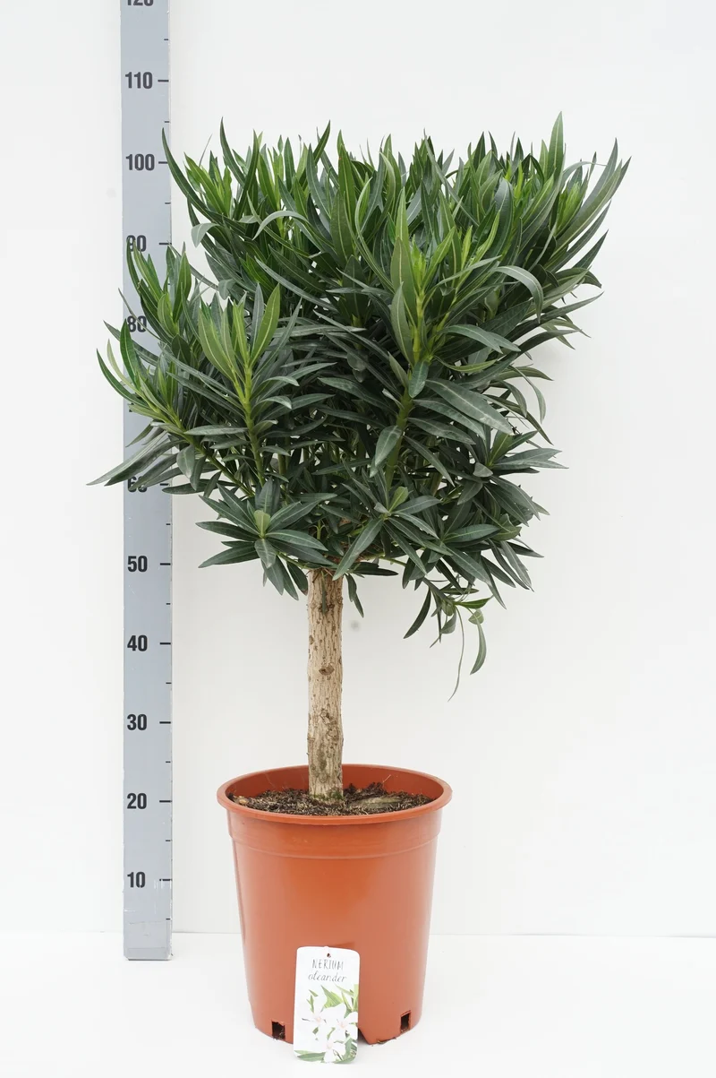 Nerium oleander 40 cm stam C10 (10 liters kruka)