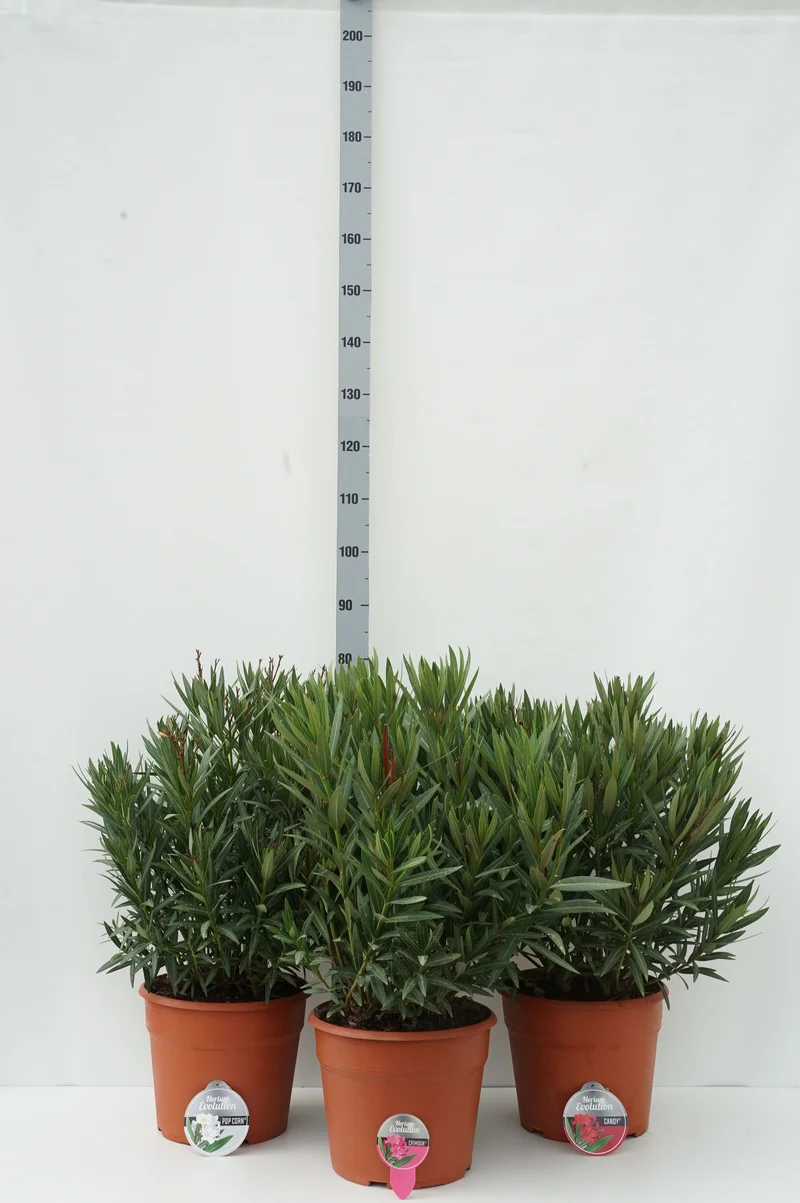 Nerium oleander 'Evolution' (mix) C12 (12 liters kruka) 70-80 cm