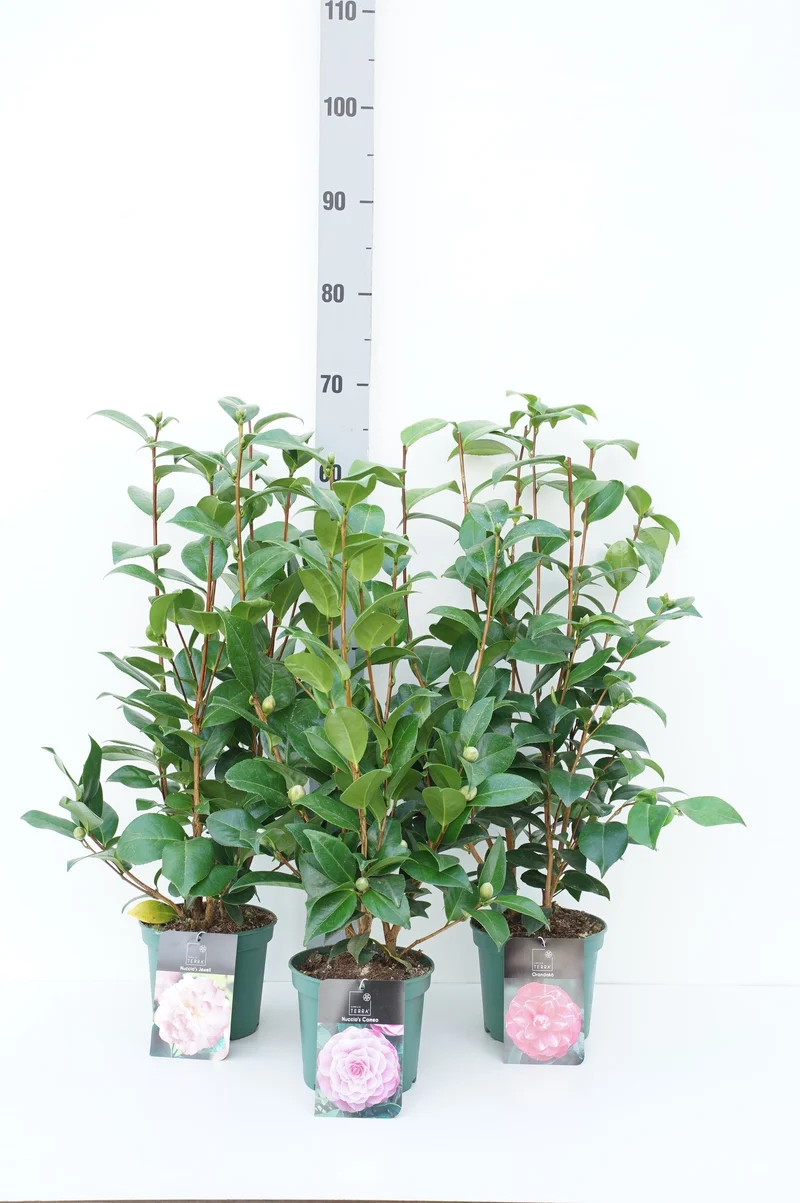 Camellia j. i sorter C1,5 (1,5 liters kruka) 30-40 cm
