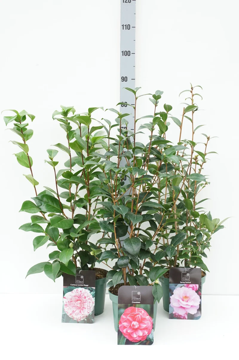 Camellia j. i sorter 40-60 cm C3 (3 liters kruka) / 19 cm kruka