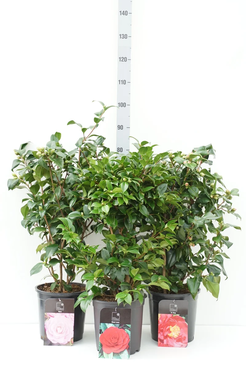 Camellia japonica i sorter C7,5 (7,5 liters kruka) 70-80 cm