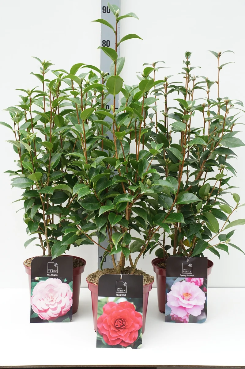 Camellia j. i sorter C3 (3 liters kruka) 50-70 cm