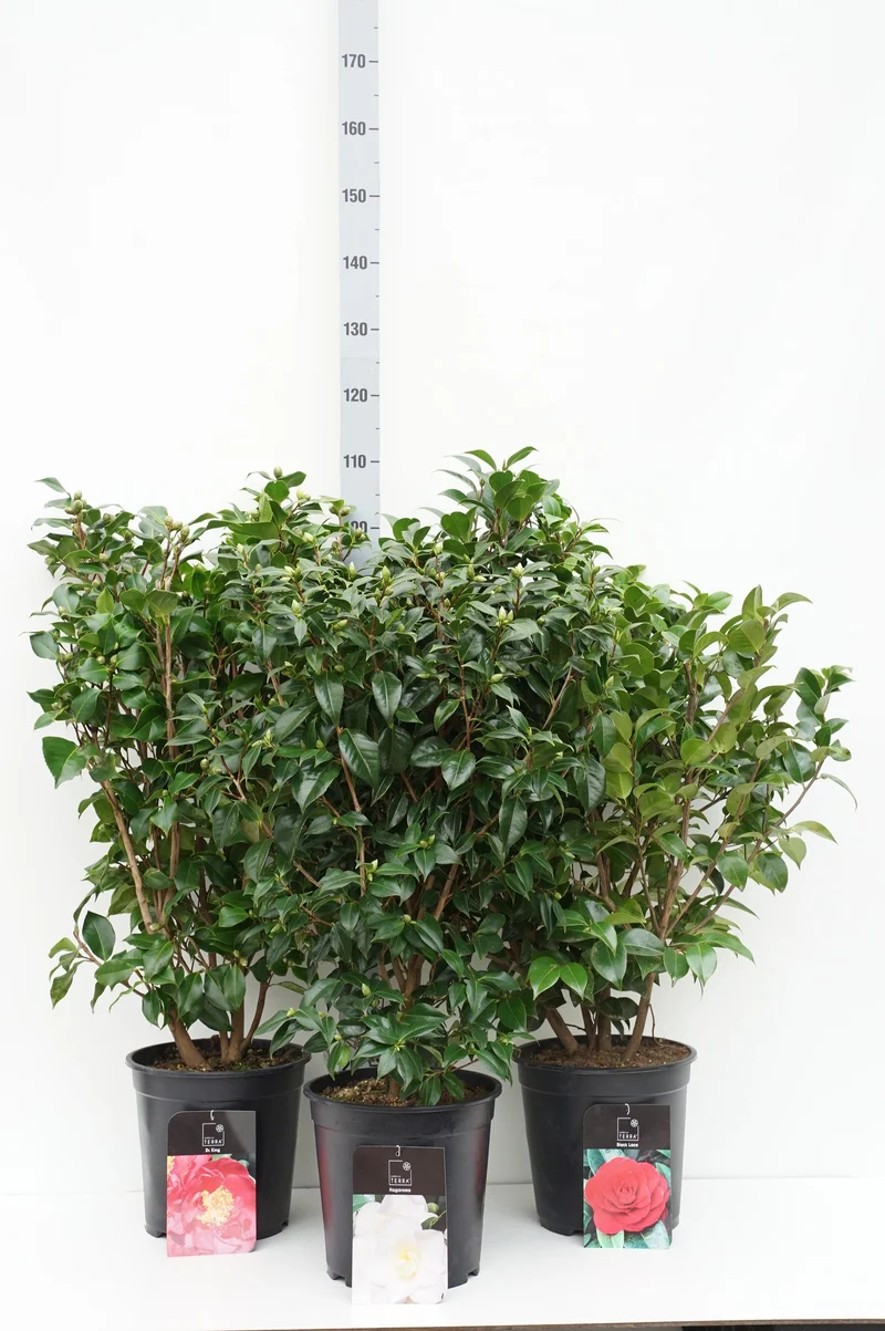Camellia j. i sorter C10 (10 liters kruka) 80-100 cm