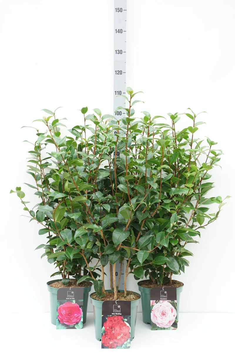 Camellia j. i sorter C5 (5 liters kruka) 60-80 cm