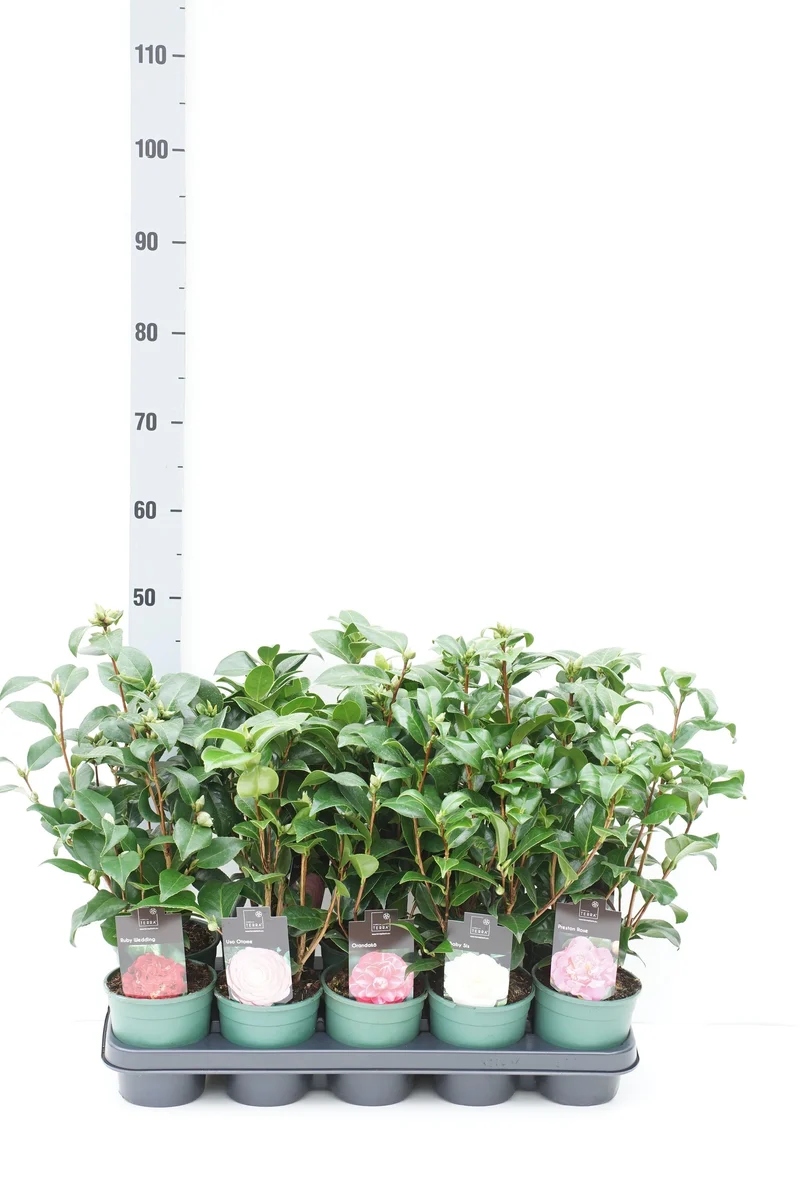 Camellia j. i sorter, 10,5 cm kruka, 20-30 cm