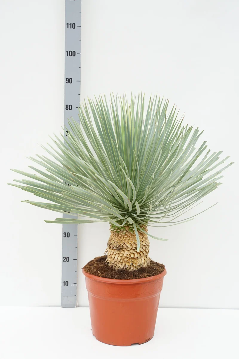 Yucca rostrata 'Blue Swan' C12 (12 liters kruka) 40-60 cm