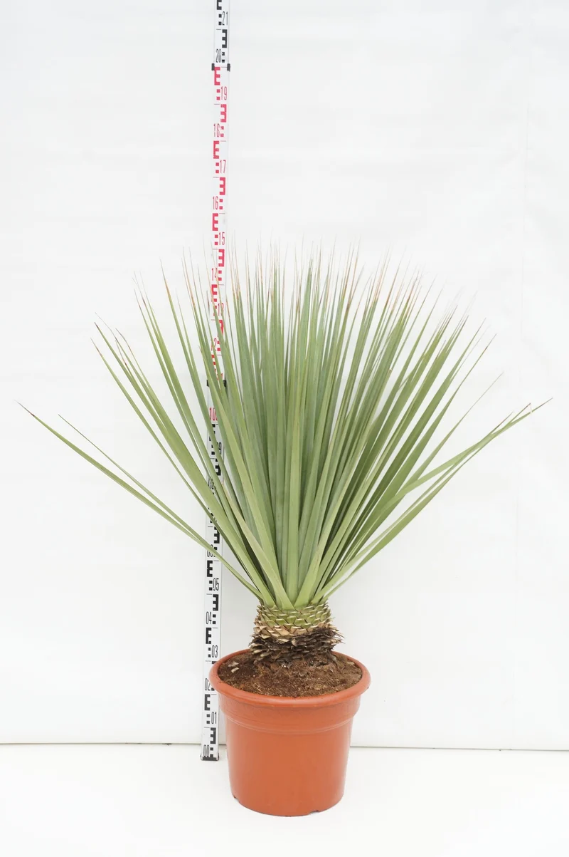 Nolina nelsonii C35 (35 liters kruka) 80+ cm