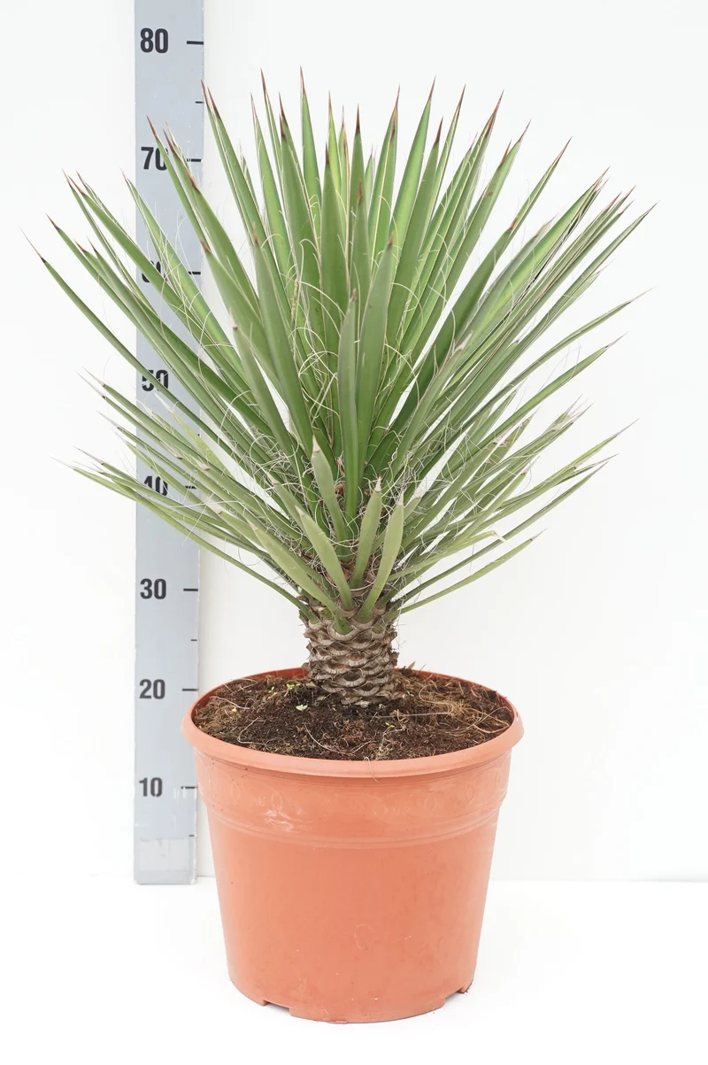 Yucca filifera 'Australis' C12 (12 liters kruka)