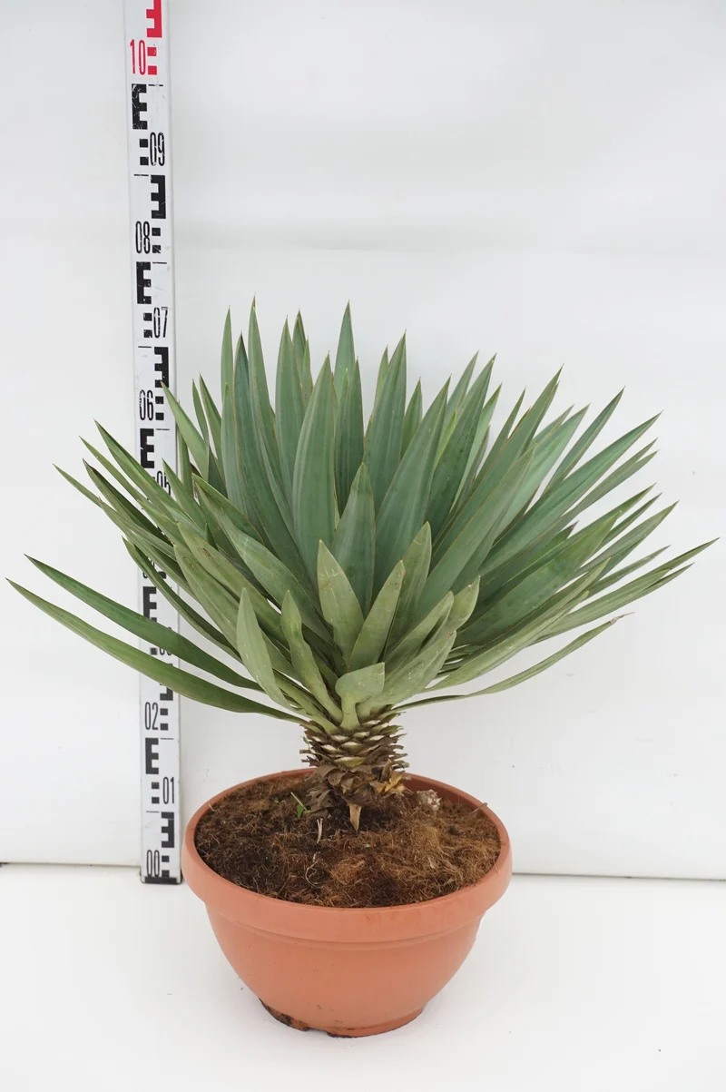 Yucca gl. 'Lone Star' 40 cm kruka DECO