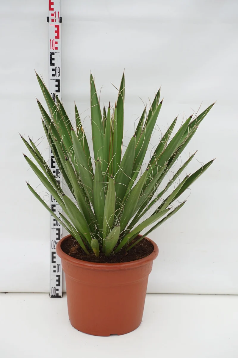 Yucca faxoniana C20 (20 liters kruka)