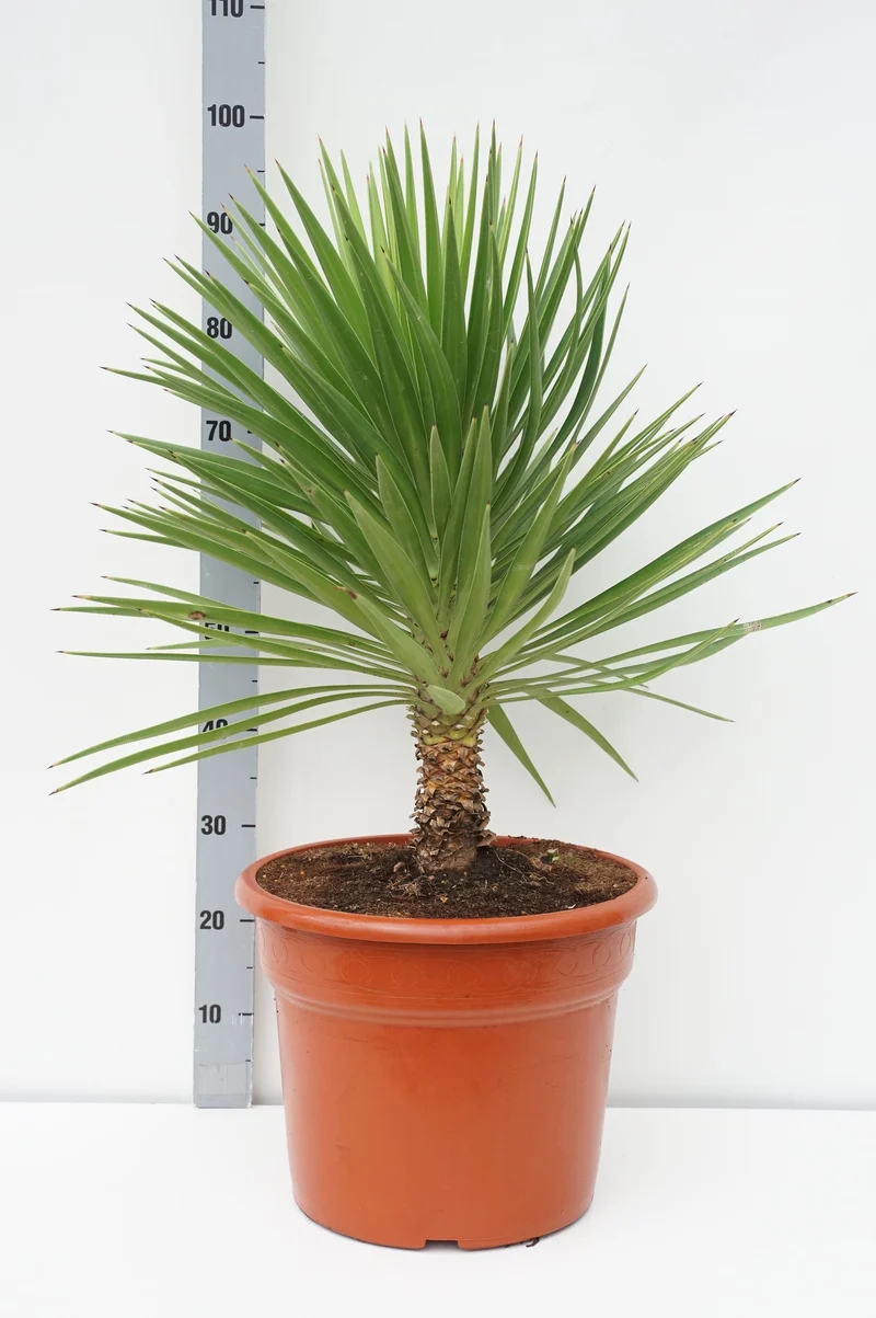 Yucca aloifolia C25 (25 liters kruka) 60-80 cm