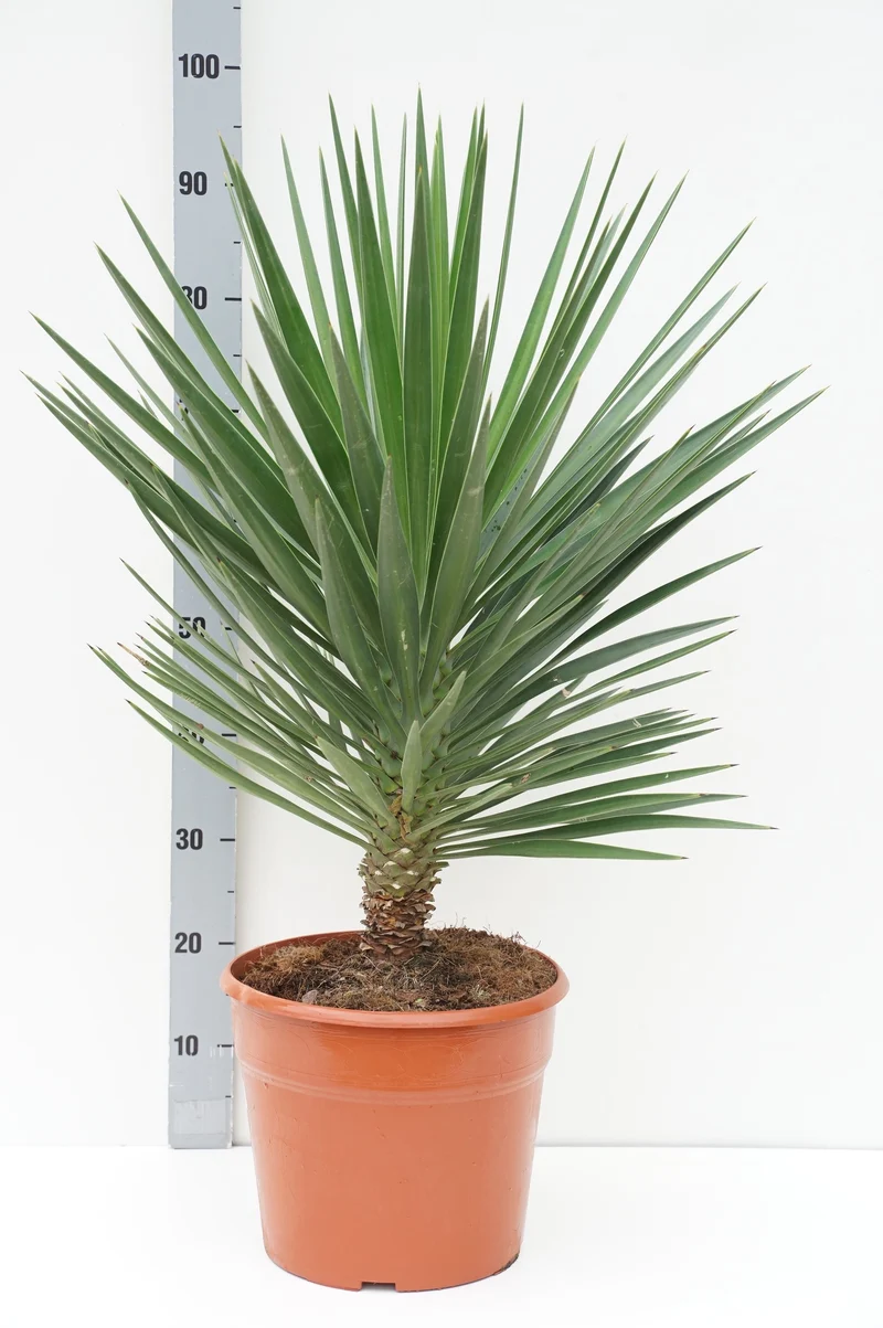 Yucca aloifolia C12 (12 liters kruka)