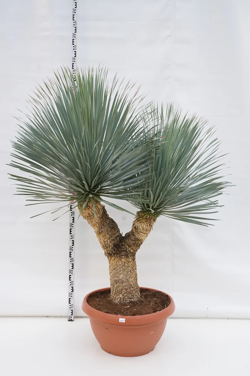 Yucca rostrata 'Blue Swan' 50 cm stam C80 (80 liters kruka)