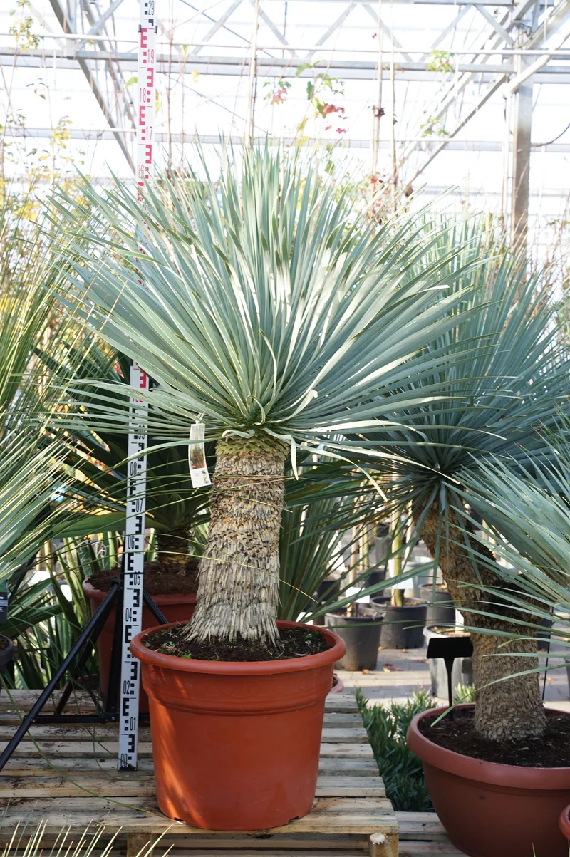 Yucca rostrata 'Blue Swan' 40 cm stam C65 (65 liters kruka)