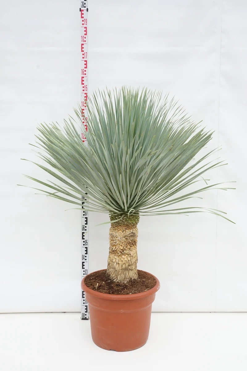 Yucca rostrata 'Blue Swan' 30 cm stam C45 (45 liters kruka)