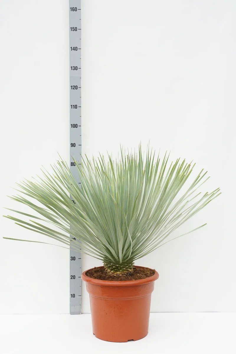 Yucca rostrata 'Blue Swan' 10 cm stam C20 (20 liters kruka)