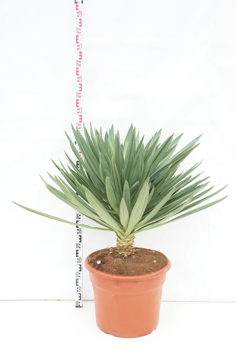 Yucca gl. 'Lone Star' C65 (65 liters kruka) 100-125 cm