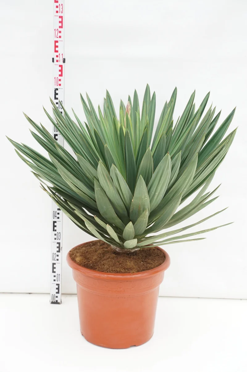 Yucca gl. 'Lone Star' C35 (35 liters kruka) 70-80 cm