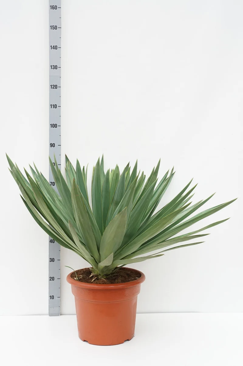 Yucca gl. 'Lone Star' C20 (20 liters kruka) 40-60 cm