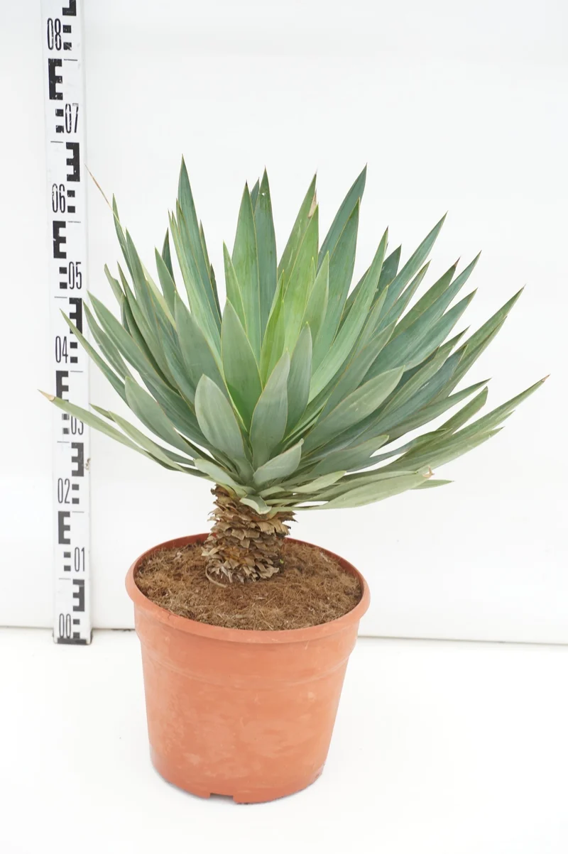 Yucca gl. 'Lone Star' C12 (12 liters kruka)