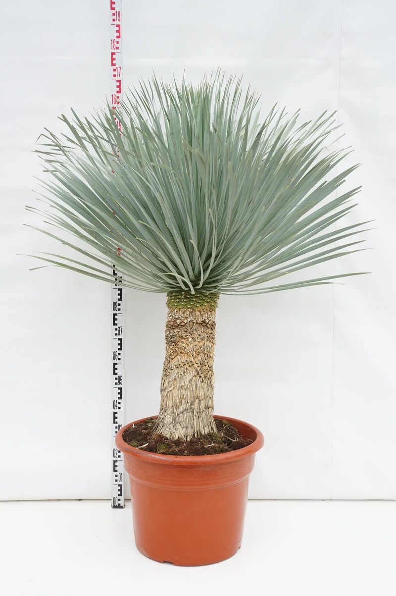 Yucca filifera 'Australis' C35 (35 liters kruka) 80-100 cm