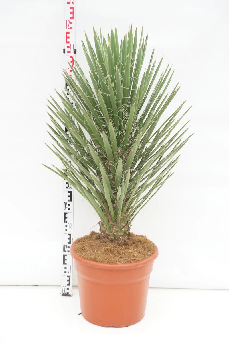 Yucca filifera 'Australis' C25 (25 liters kruka) 60-80 cm