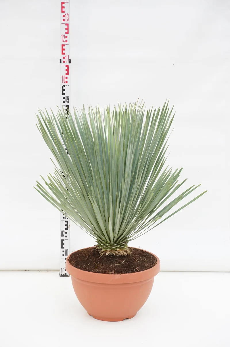 Yucca rostrata 'Blue Swan' 49 cm dekorskål
