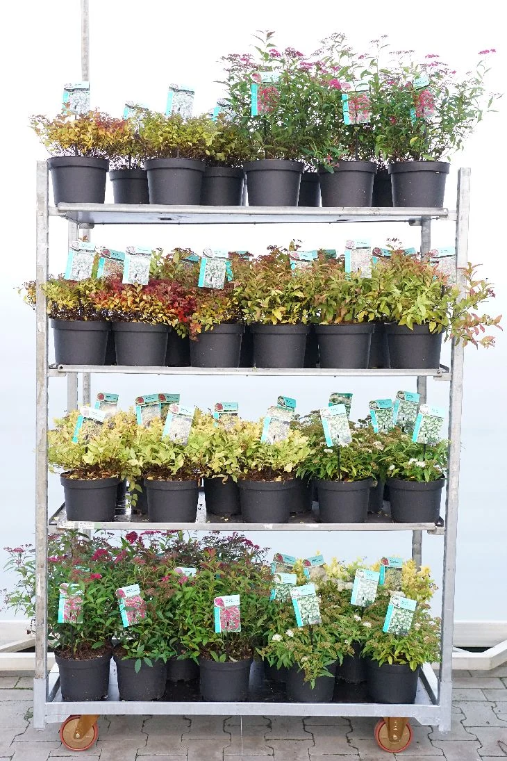 Spiraea i sorter 25-30 cm - C3 (3 liters kruka) / 19 cm kruka