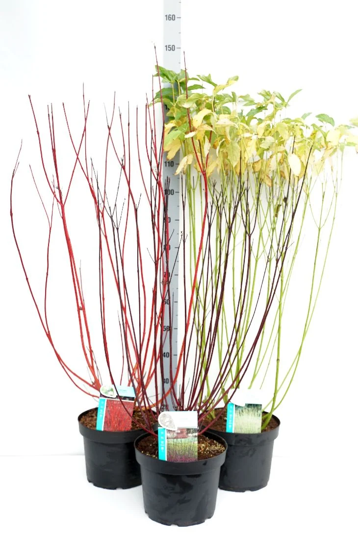 Cornus i sorter C10 (10 liters kruka) 60-80 cm